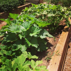 Community garden plot
